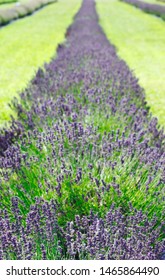 Lavender Flowers Fields, Ontario, Canada