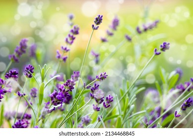 lavender flowers in the garden - Shutterstock ID 2134468845