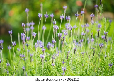 lavender flowers in garden