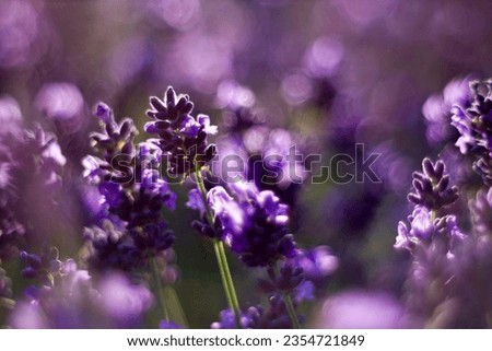 lavender flowers in the garden - abstract background