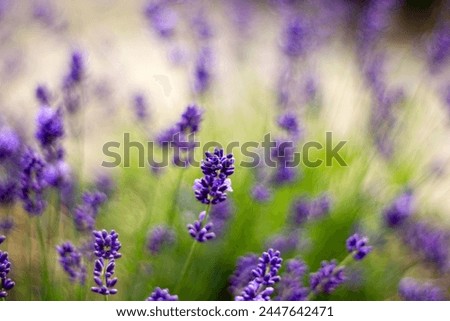 Similar – Lavender field in bloom