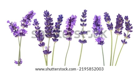 Lavender flowers group  isolated on white background