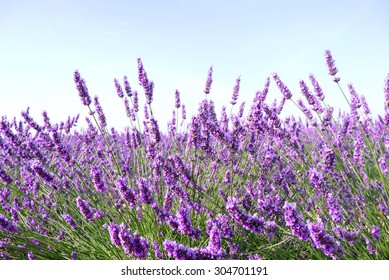 Lavender flowers - ingredient for cosmetic and aroma - Shutterstock ID 304701191