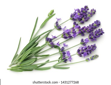 Lavender Images, Stock Photos & Vectors | Shutterstock
