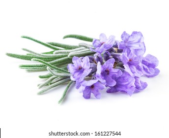 Lavender. Flowers Isolated On White