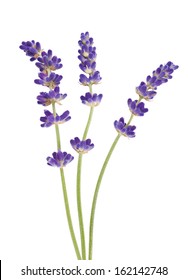 Lavender Flowers Isolated On White