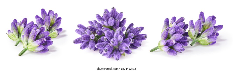 Lavender flowers isolated on white background. Collection - Shutterstock ID 1824412913