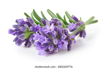 Lavender flowers isolated on white background   - Shutterstock ID 2002329776