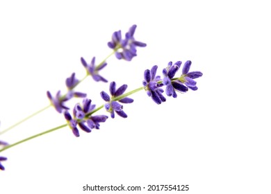 Lavender flowers isolated on white background. Fresh purple summer flowers closeup