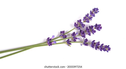 Flores lavanda aisladas fondo