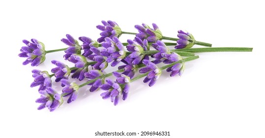 Lavender flowers isolated on white background - Powered by Shutterstock