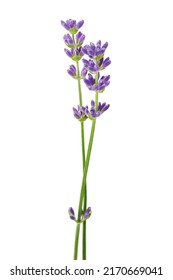 Lavender flowers isolated on white background - Shutterstock ID 2170669041