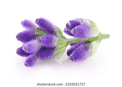 Lavender flowers isolated on white background  - Powered by Shutterstock