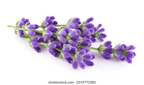 Flores lavanda aisladas sobre