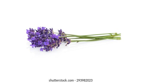 Lavender Flowers Isolated On White