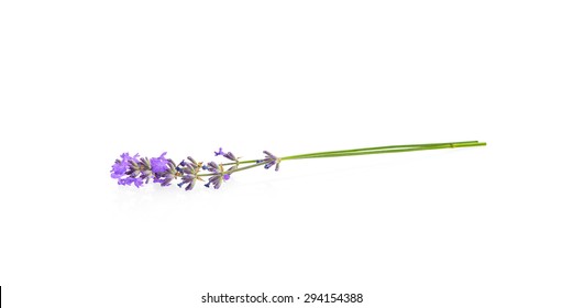 Lavender Flowers Isolated On White