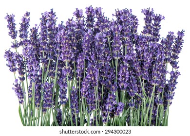 Lavender Flowers Isolated On White Background Stock Photo 294300023 ...