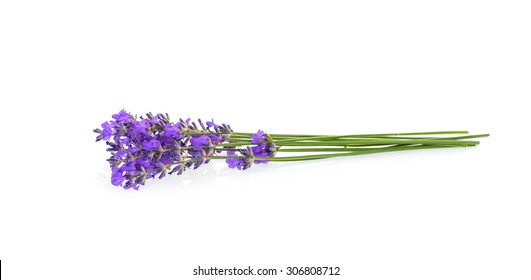 Lavender Flowers Isolated On White