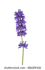 Lavender Flowers Isolated On White 