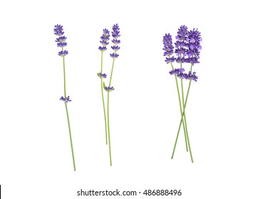 Lavender Flowers Isolated On White 