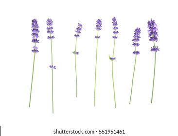 Lavender Flowers Isolated On White 