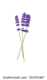 Lavender Flowers Isolated On White 