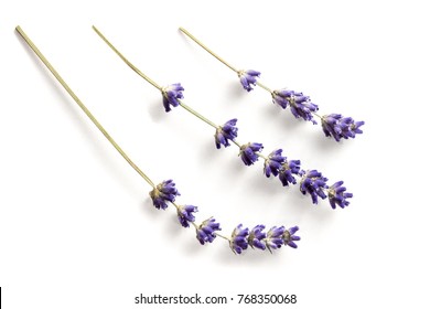 Lavender Flowers Isolated On White