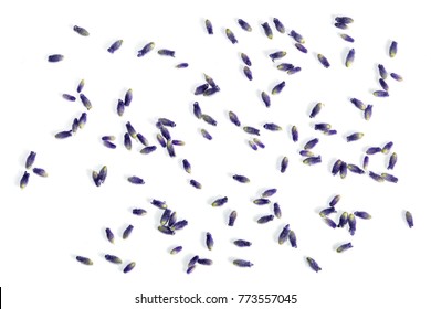 Lavender Flowers Isolated On White