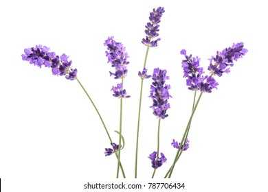 Lavender Flowers  Isolated On White Background