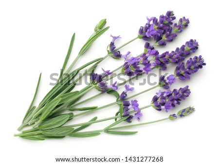Lavender flowers isolated on white background. Top view, flat lay