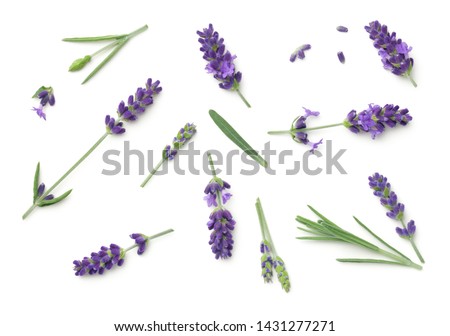 Lavender flowers isolated on white background. Top view, flat lay Сток-фото © 