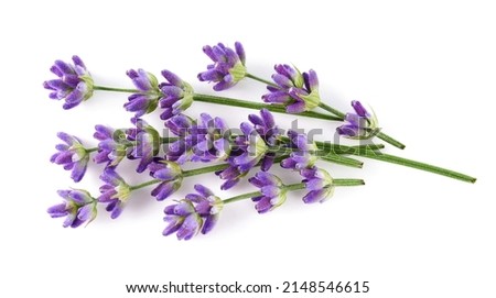 Lavender flowers isolated on white background, top view Сток-фото © 