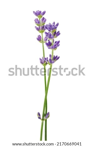 Lavender flowers isolated on white background Сток-фото © 