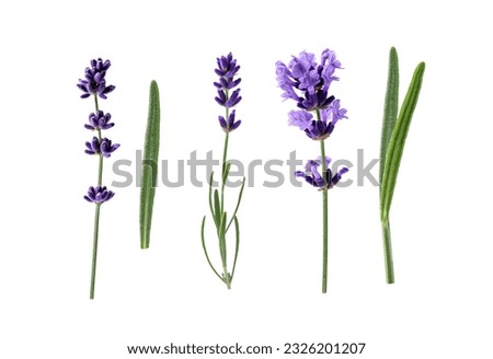 Lavender flowers isolated on white background. Collection of lavender flowers and leaves for design.