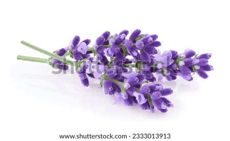 Lavender flowers isolated on white background 