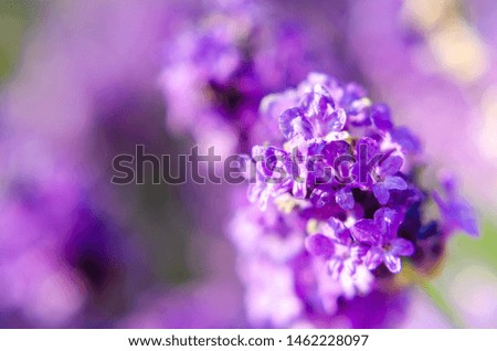 Similar – Lavender, blossom Summer