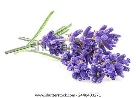 Similar – Image, Stock Photo Lavender Flowers