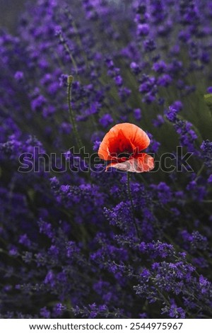 Similar – #A# Lavender Red