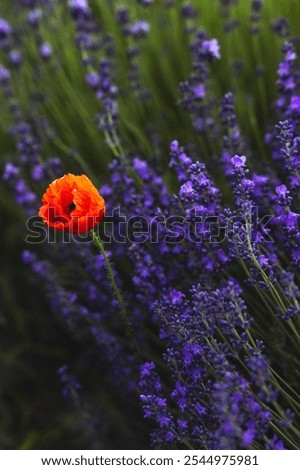 Similar – #A# Lavender Red