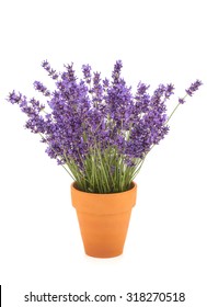 Lavender Flowers In A Pot