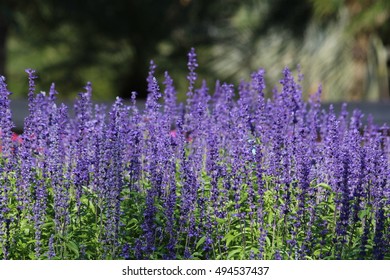 Lavender Flowers Purple Background Stock Photo (Edit Now) 494537437