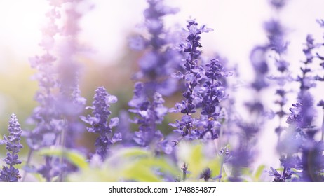 Lavender flowers purple color and sunset light flare to camera which represent fragrance for relaxing mood and shoot from summer in Furano prefecture north part of Hokkaido Japan - Shutterstock ID 1748854877