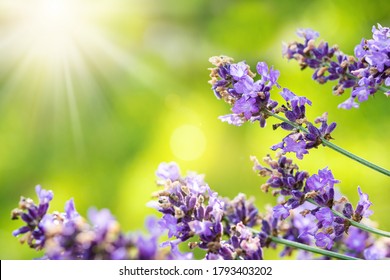 Lavender flowers. Selective focus on lilac blossom, natural aromatherapy concept - Shutterstock ID 1793403202