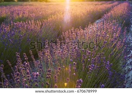 Similar – Field of lavender | it smells like … the Provence