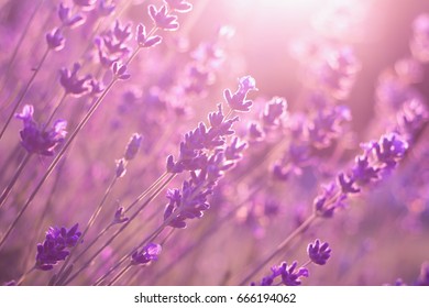 lavender flowers in sunset