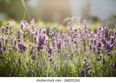 Lavender flowers at sunset lights - Shutterstock ID 268201265