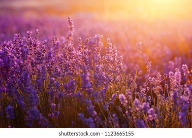 Lavender flowers - Sunset over a summer purple lavender field.
