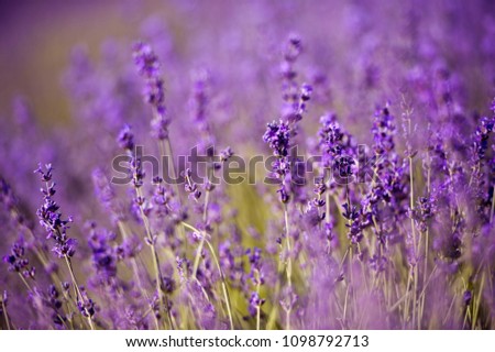 Similar – #A# Purple Wind