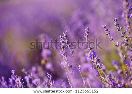 Similar – #A# Lavender Sun