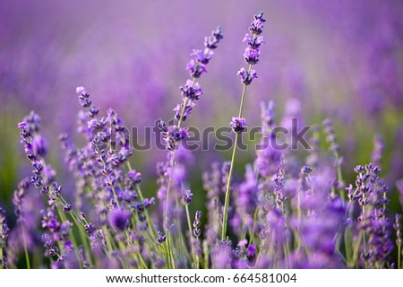 Similar – #A# Purple Wind